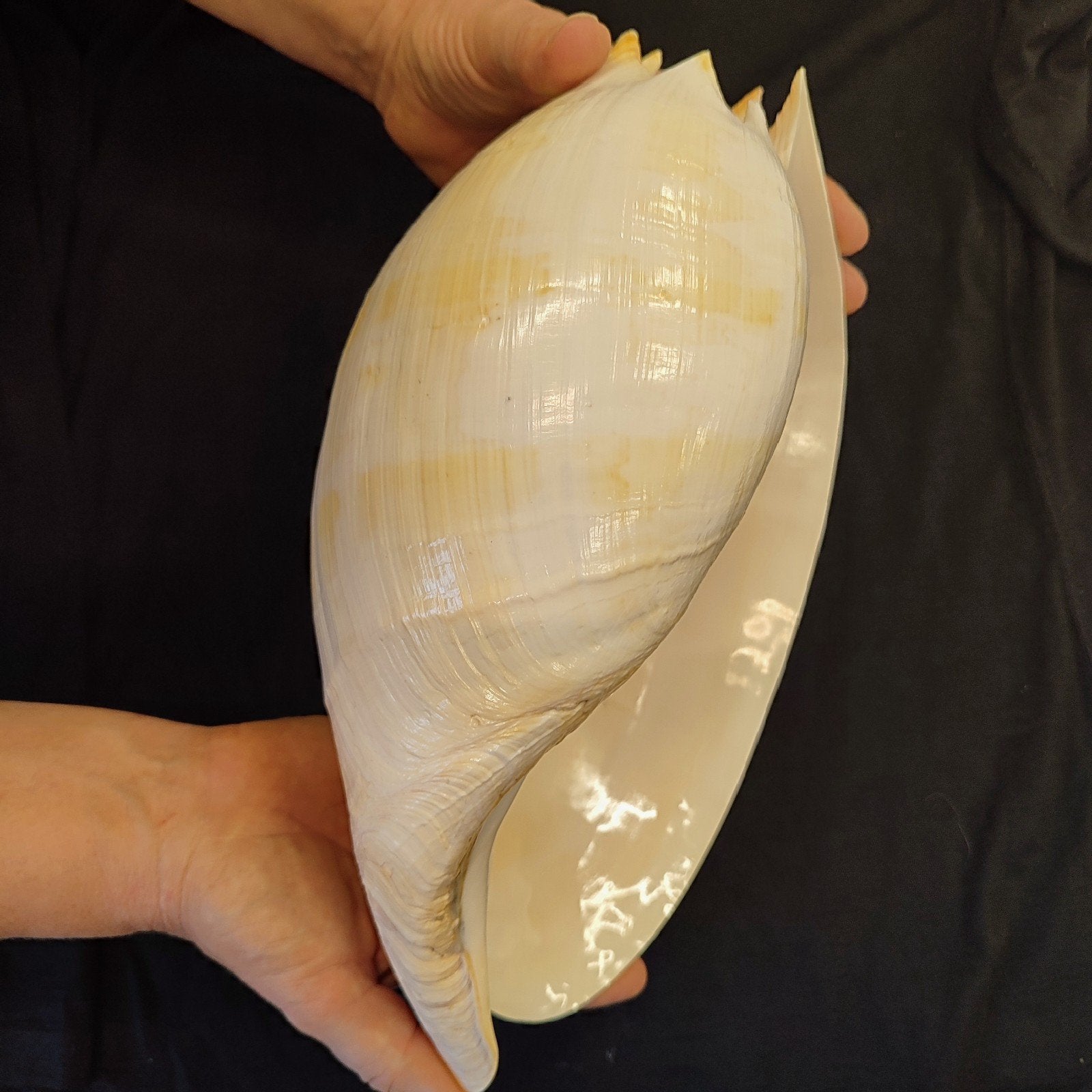 Melo Amphora Schelp - 32 cm - Puntgaaf, Verzamelen, Ophalen, Zo goed als nieuw