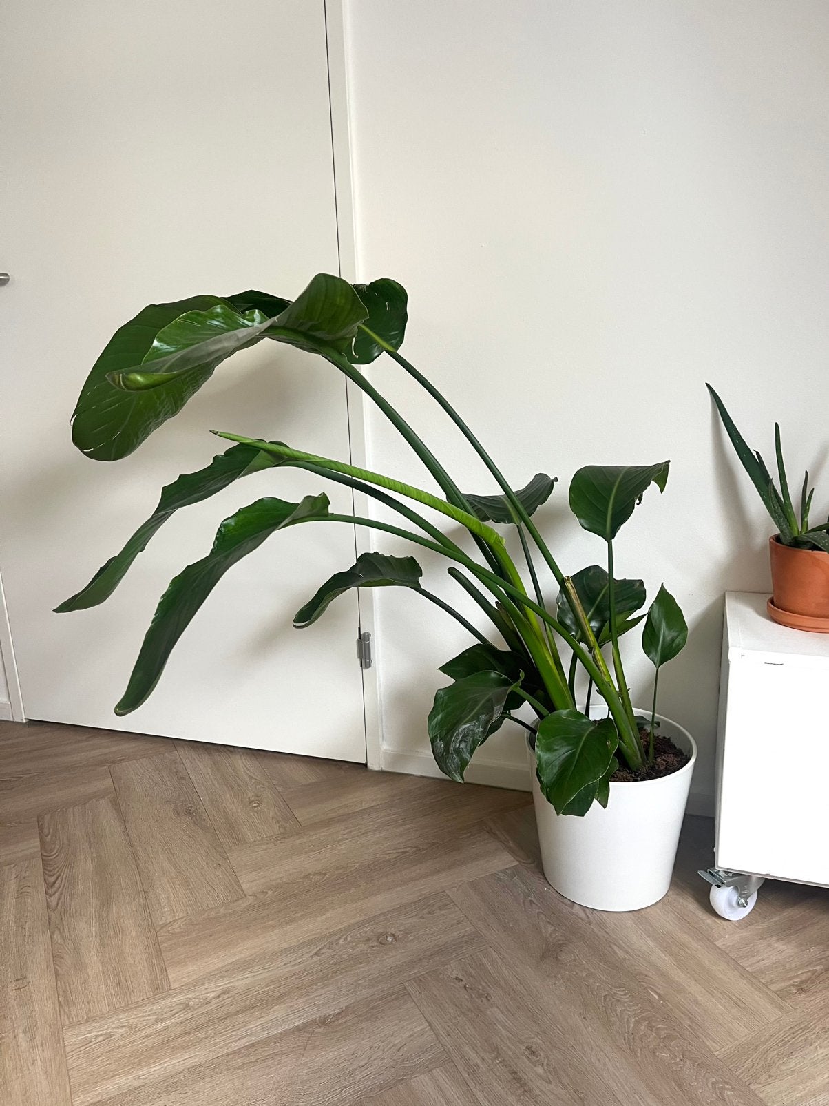 Hele grote kamerplant in pot IKEA, Ophalen, In pot, Halfschaduw, Minder dan 100 cm