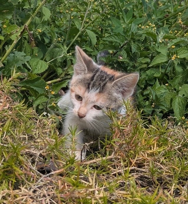 Boerderijkittens te koop, Dieren en Toebehoren, Meerdere dieren, Kortharig, 0 tot 2 jaar