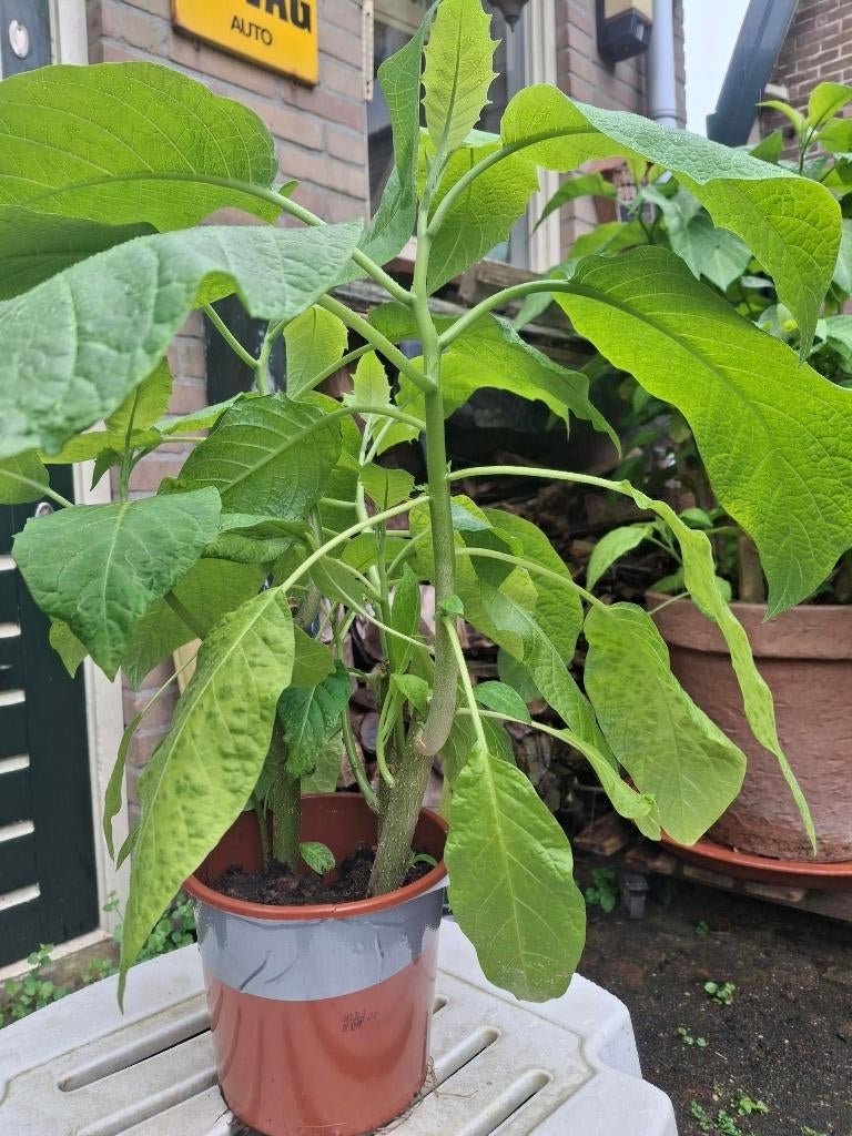 Brugmansia planten, Tuin en Terras, Planten | Tuinplanten, Vaste plant, Overige soorten, Halfschaduw, Herfst, Ophalen