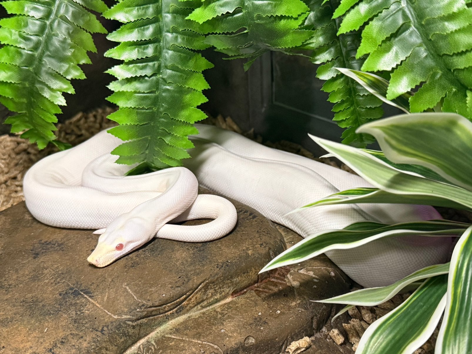 Boa.   Superfire blizzard. .  1.0.   2024. Inruil mogelijk. Boa Constrictor - male for sale from De Jong