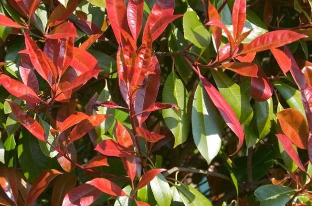 Photinia Little Red Robin - 2 ltr., Ophalen of Verzenden, Overige soorten, Halfschaduw