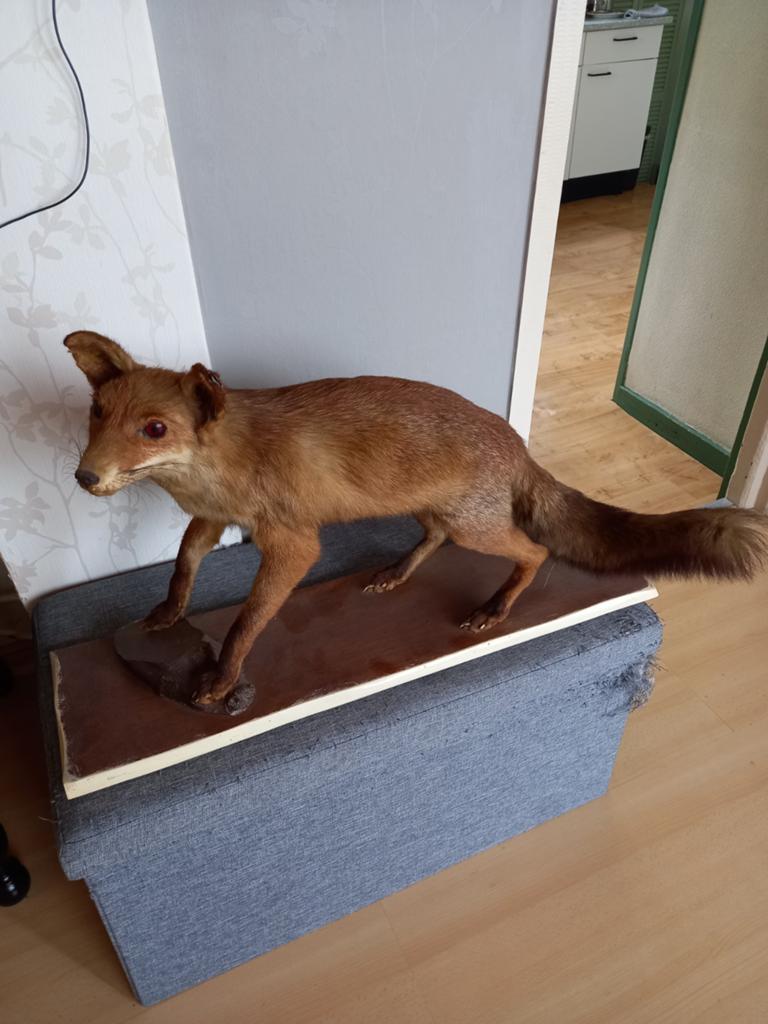 Opgezette vos, Ophalen of Verzenden, Zo goed als nieuw, Wild dier, Opgezet dier