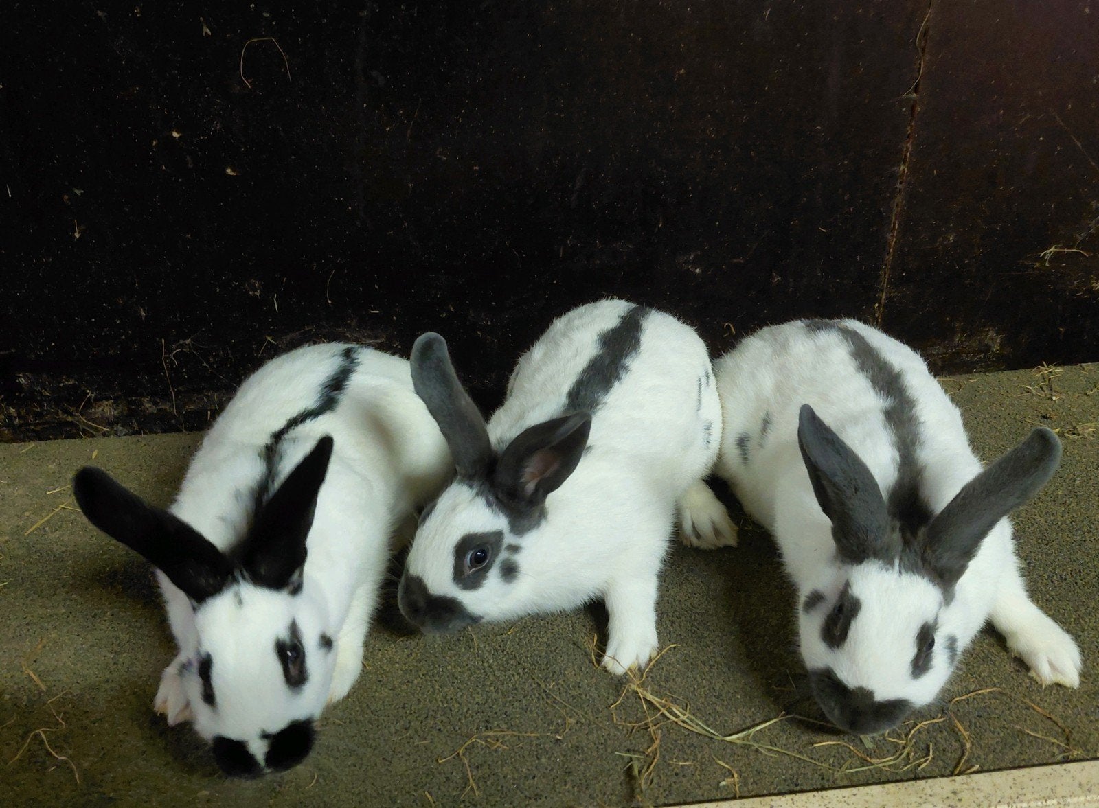 Konijnen voedsters te koop, Vrouwelijk, Middelgroot, 0 tot 2 jaar