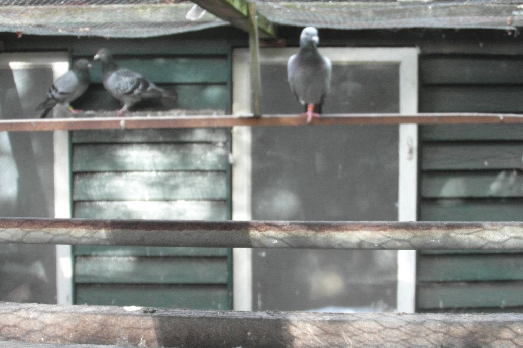 Duiven, Meerdere dieren, Postduif