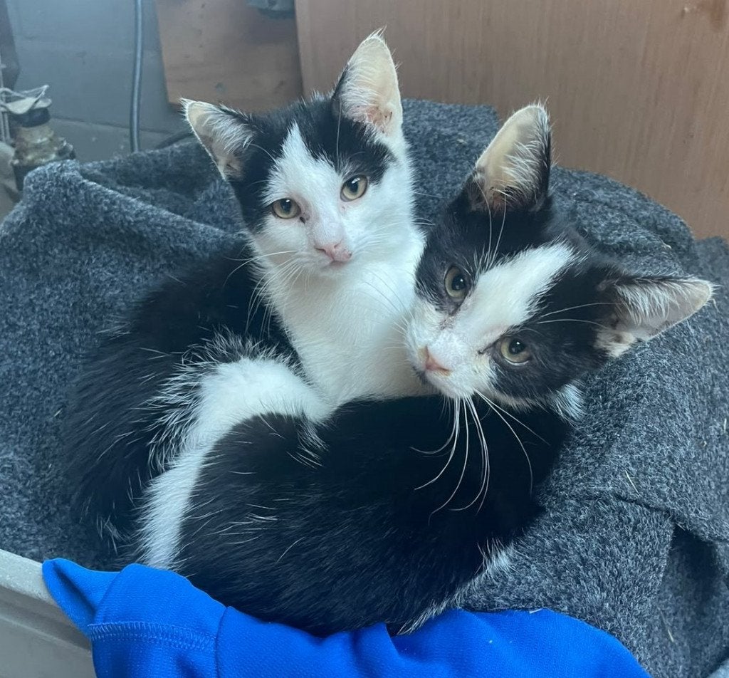 Kittens, Dieren en Toebehoren, Poes, 0 tot 2 jaar