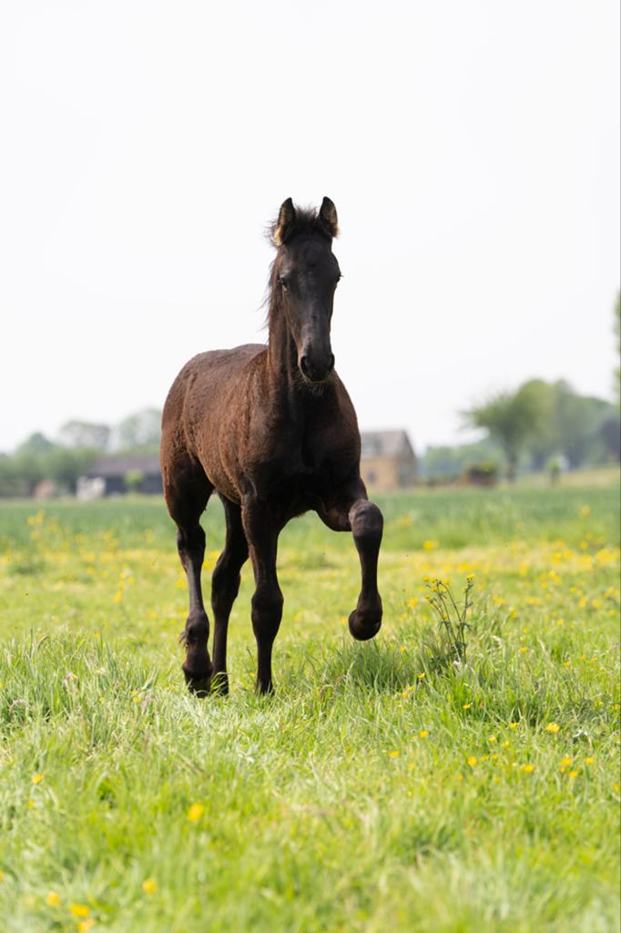 Fries hengstveulen Murk x Markus, Dieren en Toebehoren, Paarden, Met stamboom, Dressuurpaard, 0 tot 2 jaar, Hengst
