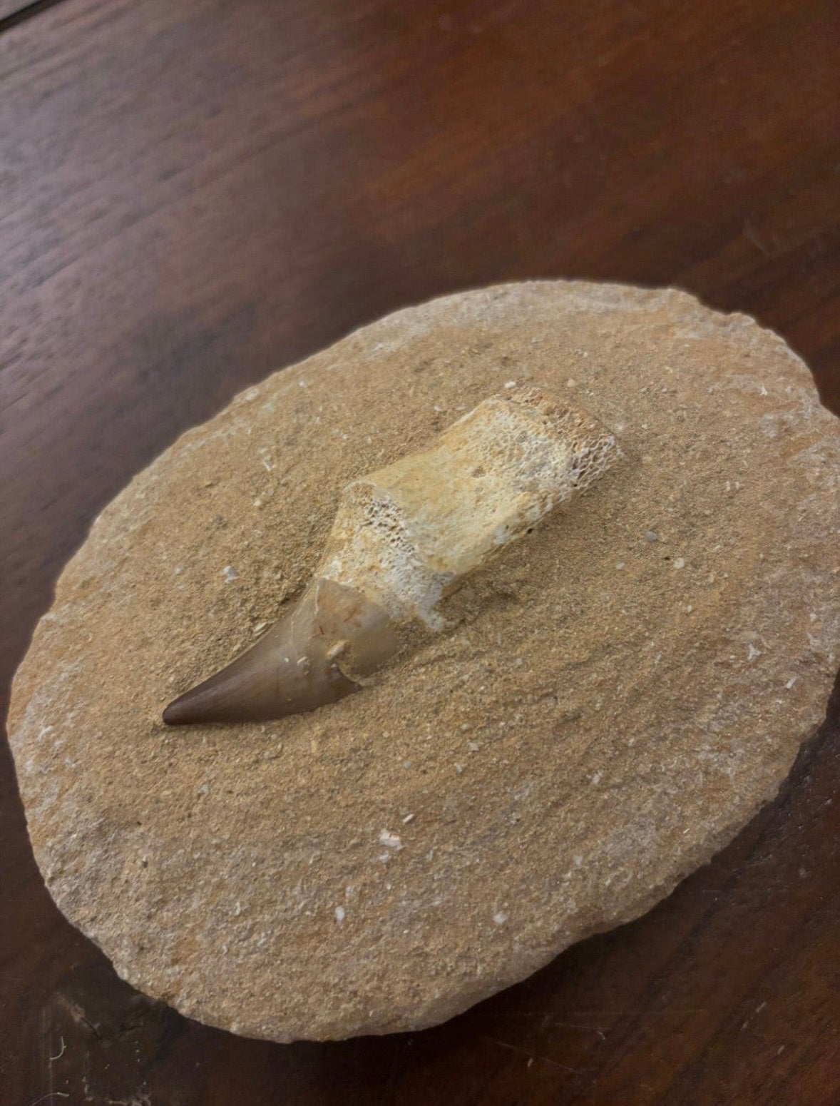 Fossiele tand van een Mosasaurus met matrix, Ophalen, Fossiel