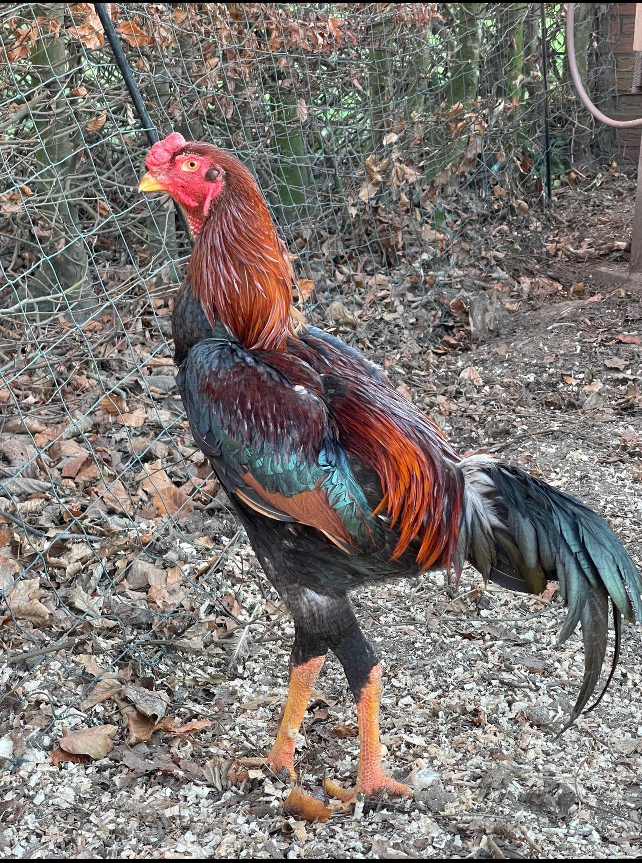 Te koop Indio Gigante 8 maanden oud, Dieren en Toebehoren, Pluimvee, Meerdere dieren, Kip