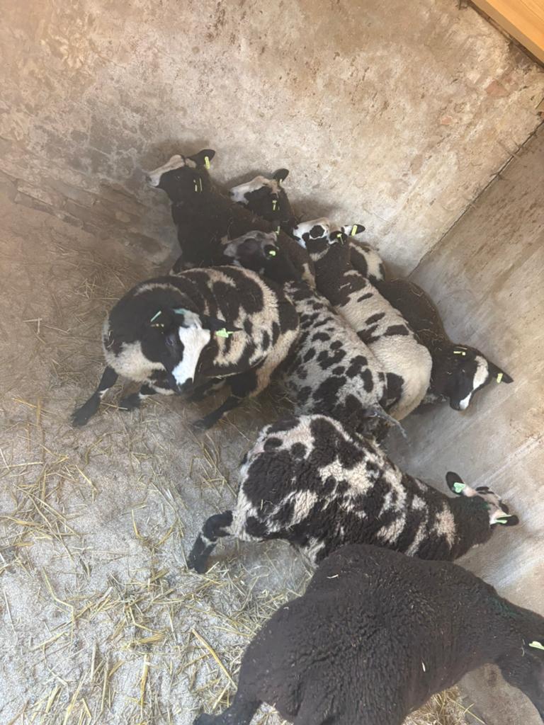 Rammen, Mannelijk, Schaap, 0 tot 2 jaar
