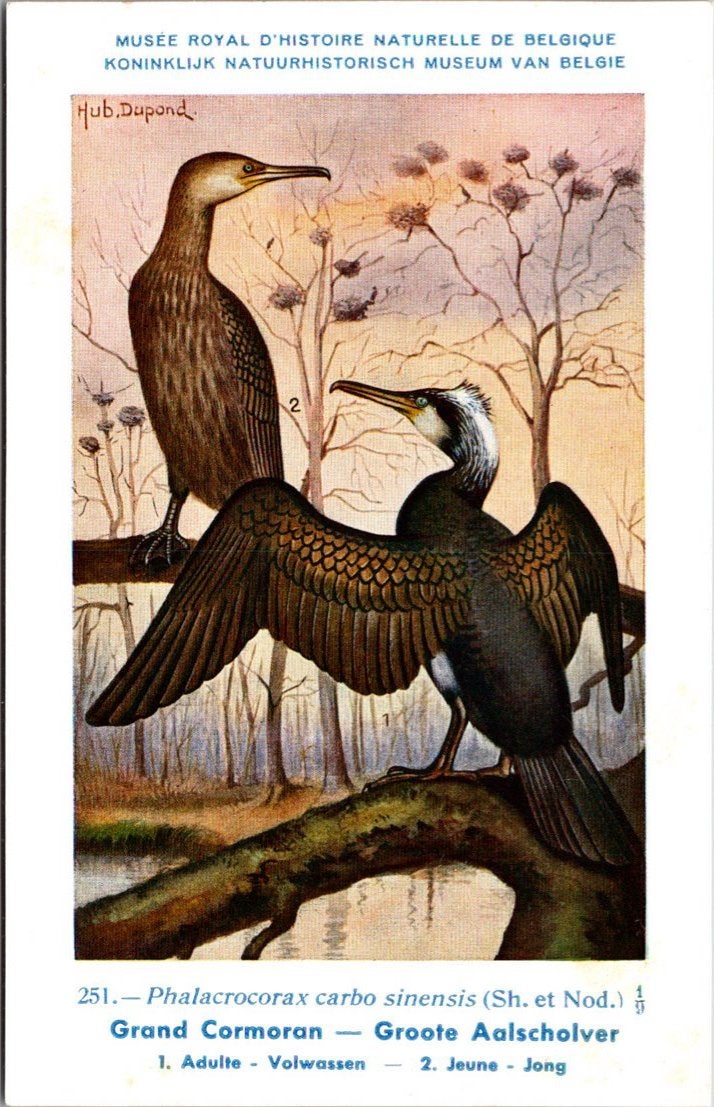 Groote Aalscholver / Great Cormorant – Nº 251 –, Verzenden, 1940 tot 1960, Ongelopen, Vogel