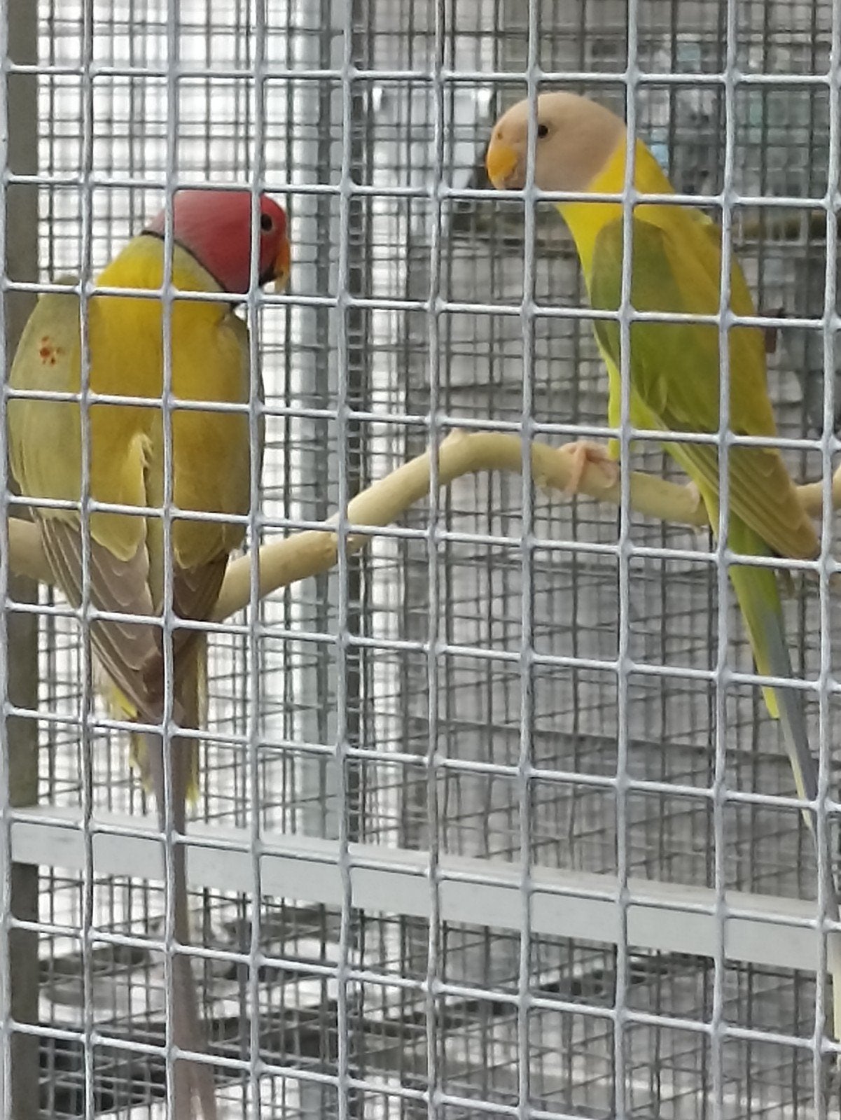 Prachtig koppel pruimekoppen te koop of te ruil, Dieren en Toebehoren, Vogels | Parkieten en Papegaaien, Meerdere dieren, Parkiet