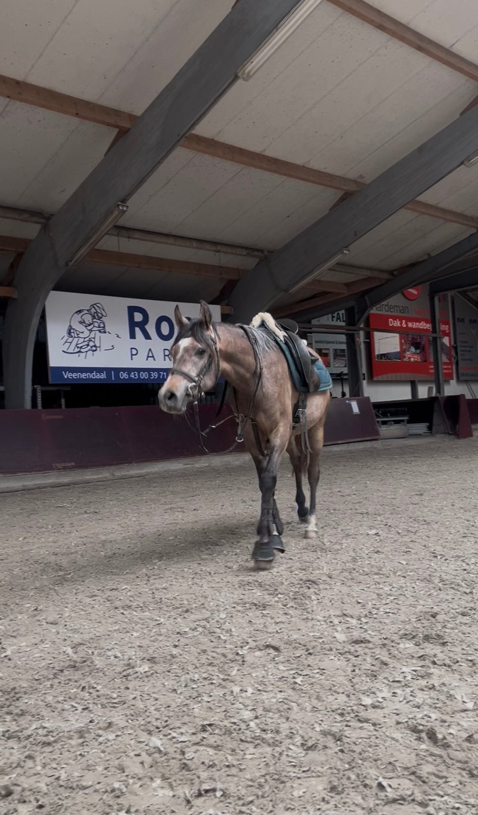 Lieve 3 jarige grote D pony, Gechipt, Minder dan 160 cm, Ruin, Zadelmak