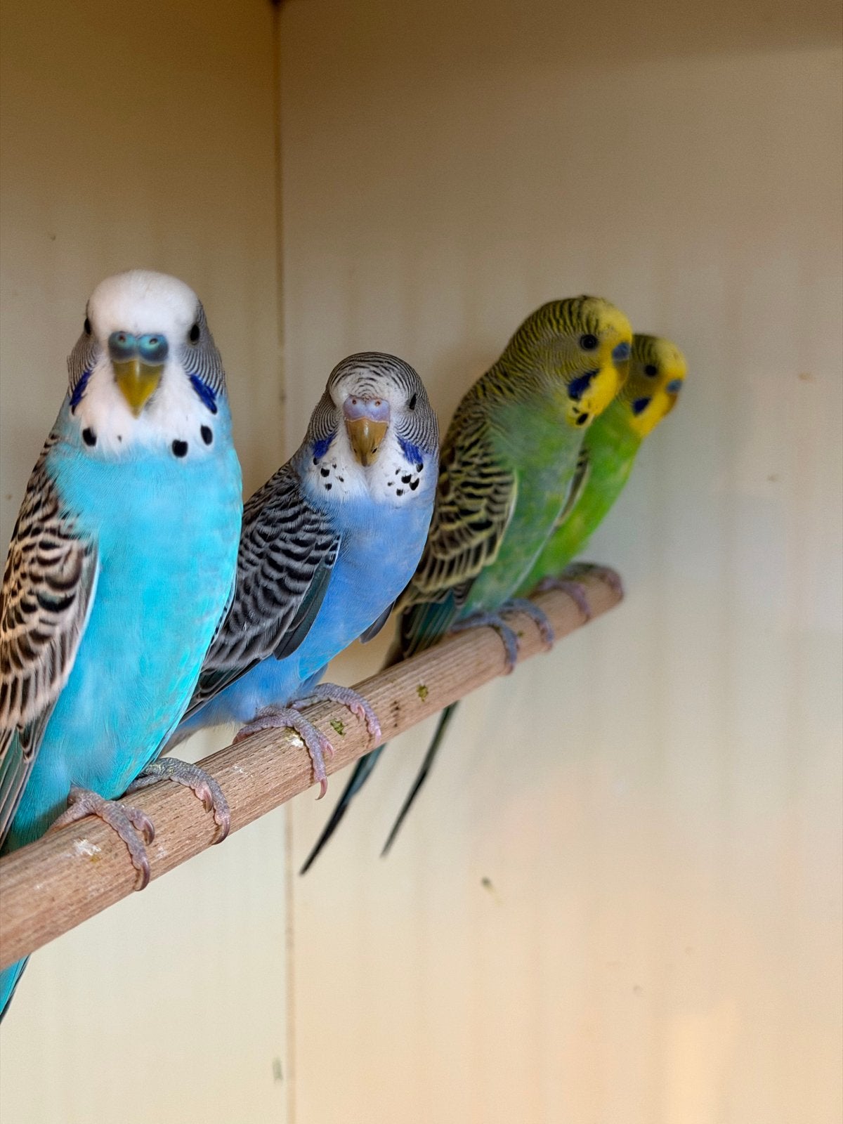 Jonge grasparkieten, Dieren en Toebehoren, Vogels | Parkieten en Papegaaien, Meerdere dieren, Parkiet, Tam