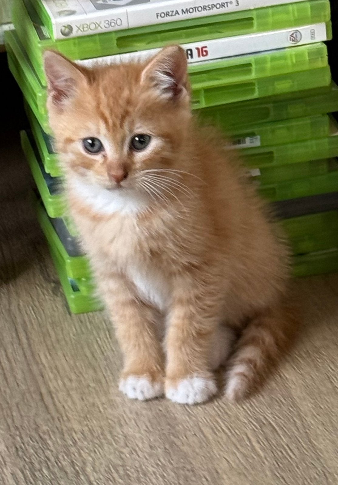 Zeer mooie lieve aanhankelijke kruising Ragdoll kittens, Meerdere dieren, Ontwormd
