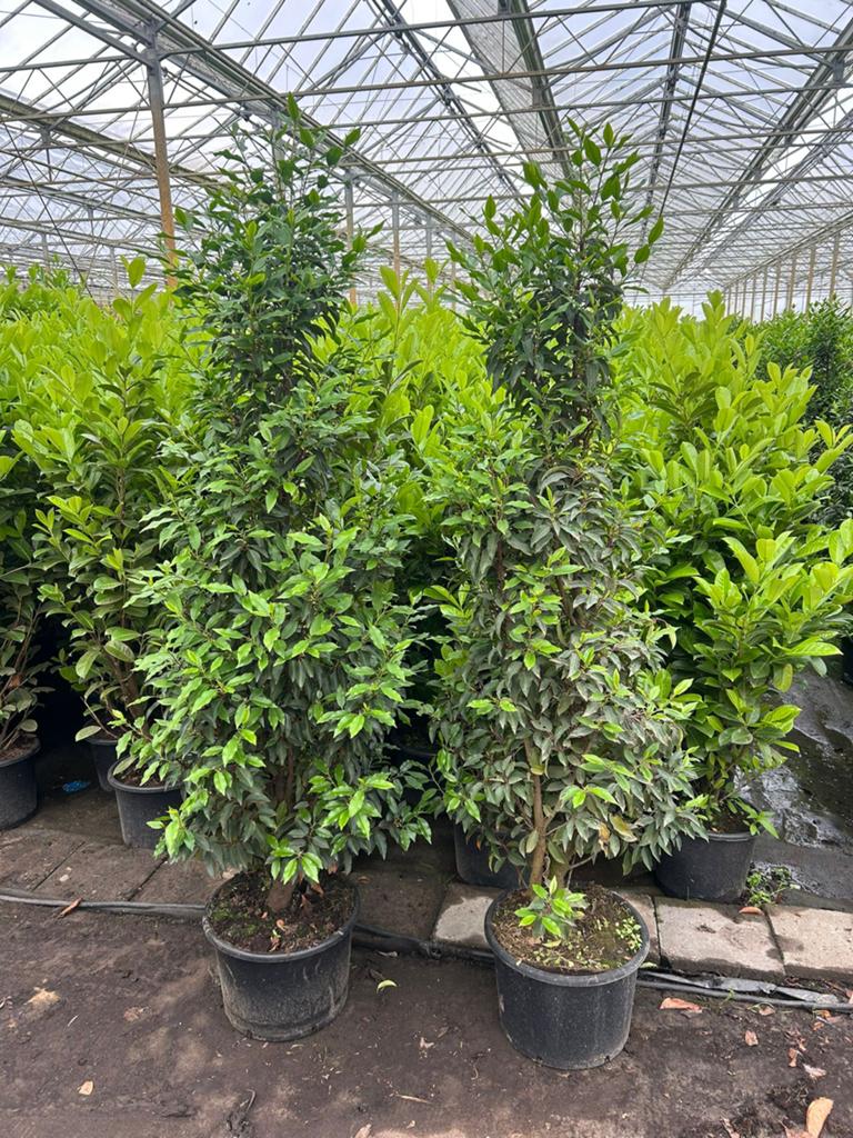 (Portugese) laurier uit pot - Diverse soorten en grote maten, Vaste plant, Bloeit niet, Halfschaduw, Ophalen