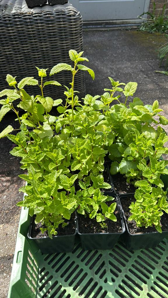 Munt, Tuin en Terras, Planten | Struiken en Hagen, Ophalen, Laurier, Minder dan 100 cm