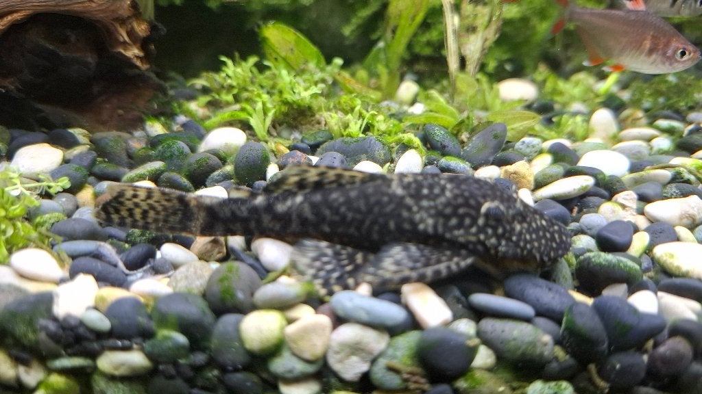Ancistrus, Vis, Zoetwatervis