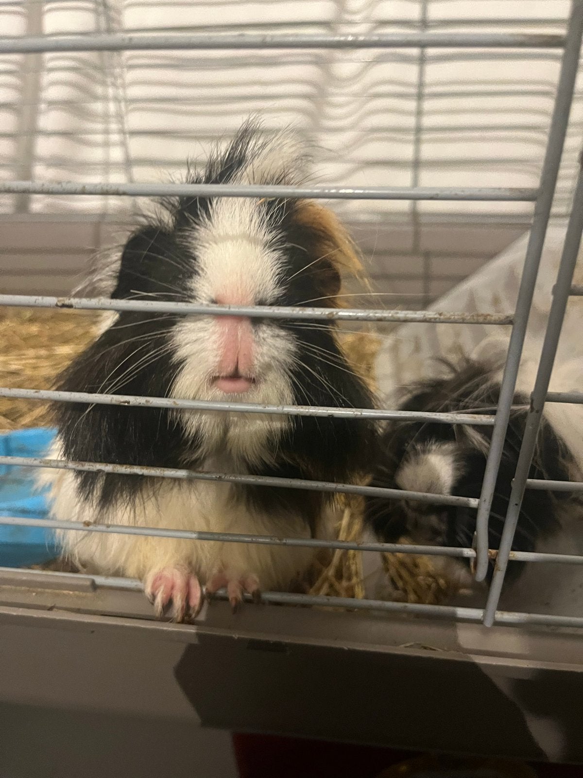 2 langhaar cavia’s met hok - moet snel weg!, Dieren en Toebehoren, Cavia, Mannelijk, December, Tam