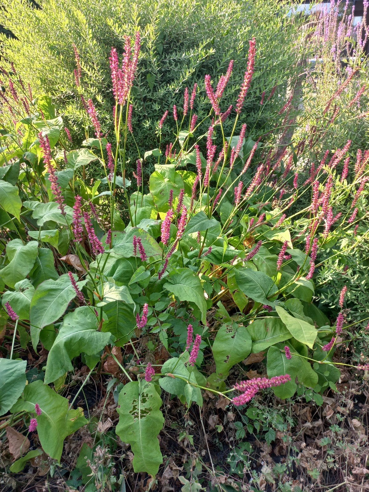 Persicaria donkerroze vaste plant tuin stek, Volle zon, Vaste plant, Zomer, Ophalen