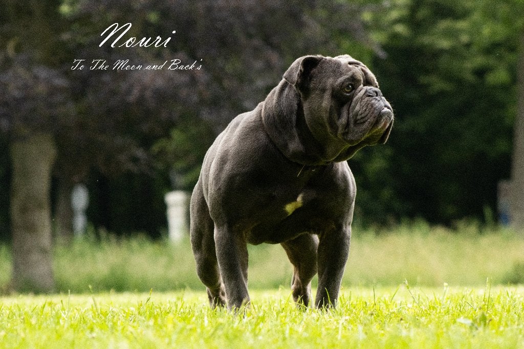 old english bulldog dekreu, Reu, 1 tot 2 jaar, Bulldog, Meerdere