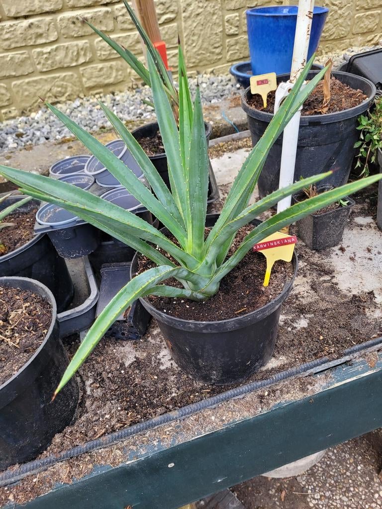 Agave Karwinskiana, Ophalen, Bloeit niet, Overige soorten, Volle zon