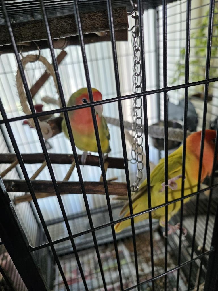 dwergpapegaai / lovebird (Agapornis), Meerdere dieren, Dwergpapegaai of Agapornis