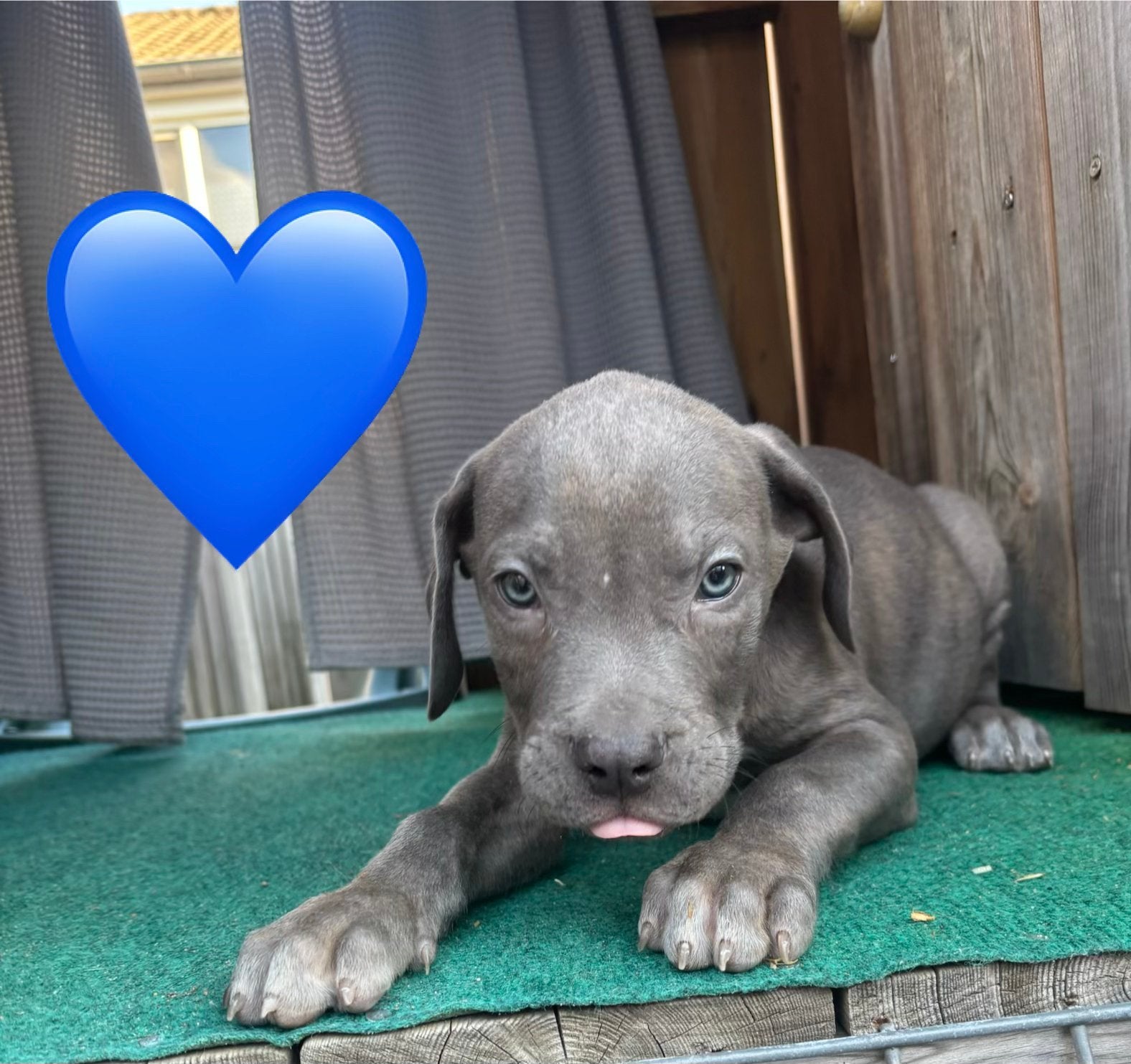 Puppies 8 weken oud!, 8 tot 15 weken, Groot, Meerdere, Meerdere dieren