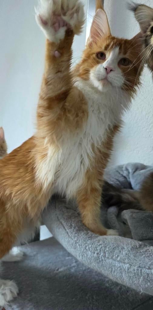 Maine coons met stamboom, Dieren en Toebehoren, Katten en Kittens | Raskatten | Langhaar, Meerdere dieren, Met stamboom, 0 tot 2 jaar