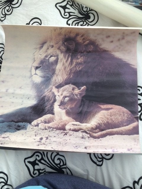 poster van leeuw met welp jaren 70 80, Ophalen of Verzenden, Gebruikt, A1 t/m A3, Dier of Natuur