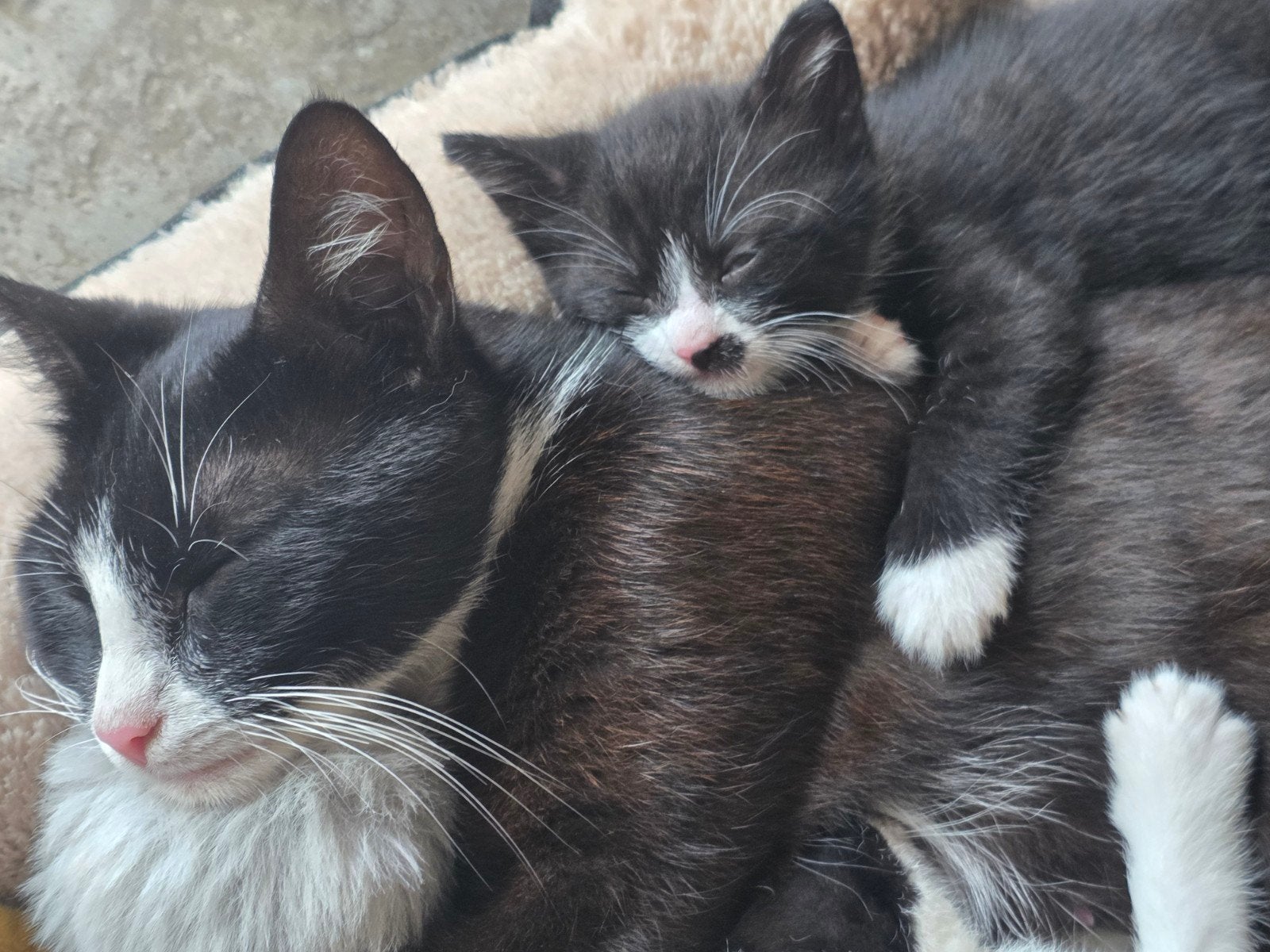 Lieve kittens zoeken een gouden mandje ️, Meerdere dieren, Kortharig, 0 tot 2 jaar