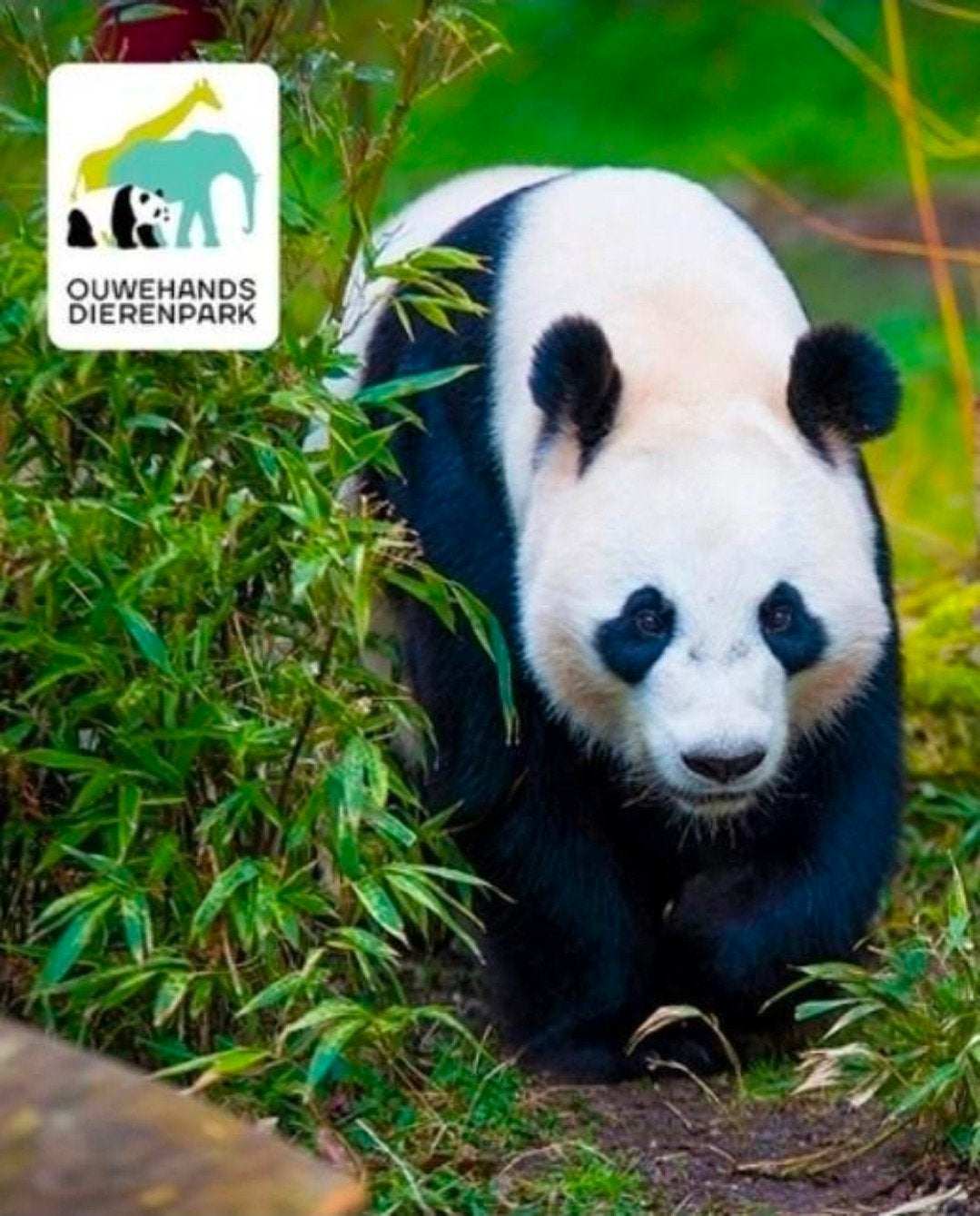 Tickets Ouwehands Dierenpark + gratis parkeren 30-11-2026, Drie personen of meer, Ticket of Toegangskaart