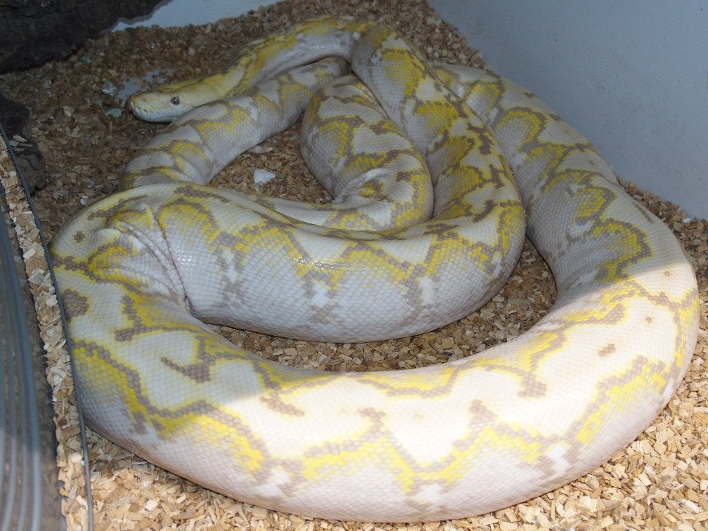 Malayopython reticulatus superdwarf