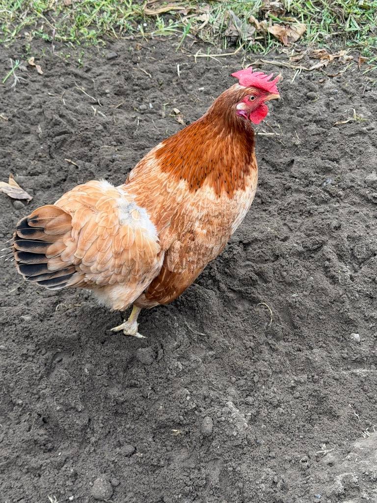 Hen aangeboden, Dieren en Toebehoren, Vrouwelijk, Kip