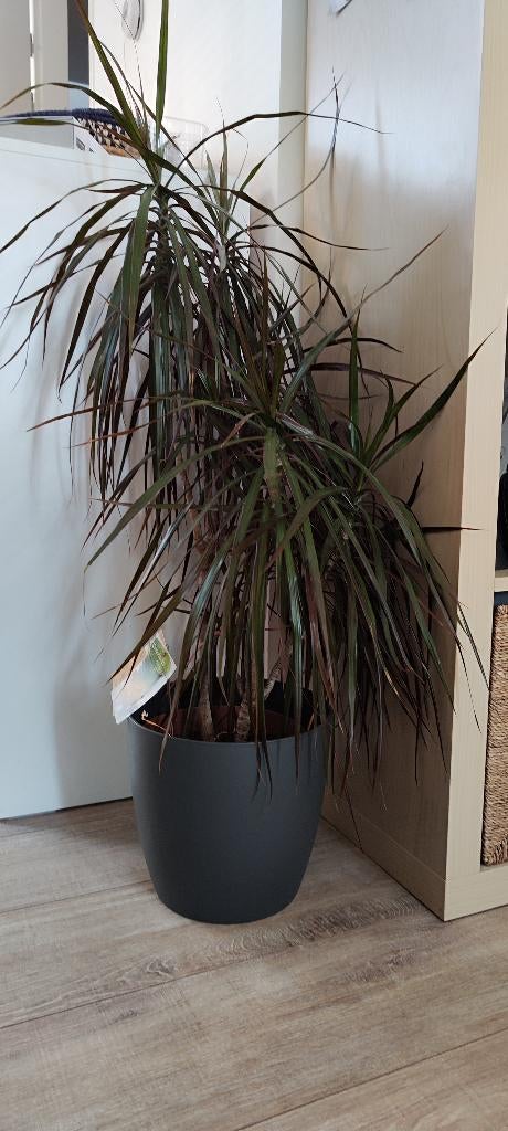 Dracaena plant, Ophalen, Halfschaduw, In pot, Minder dan 100 cm