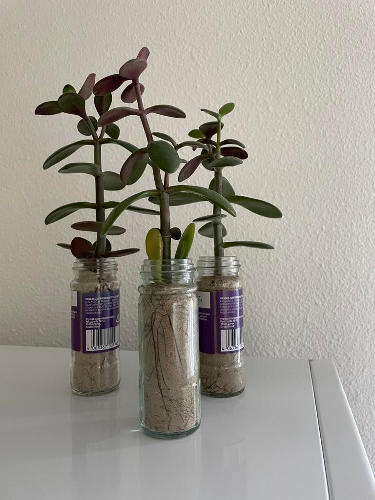 Vetplanten stekjes, Ophalen of Verzenden, Halfschaduw, Minder dan 100 cm