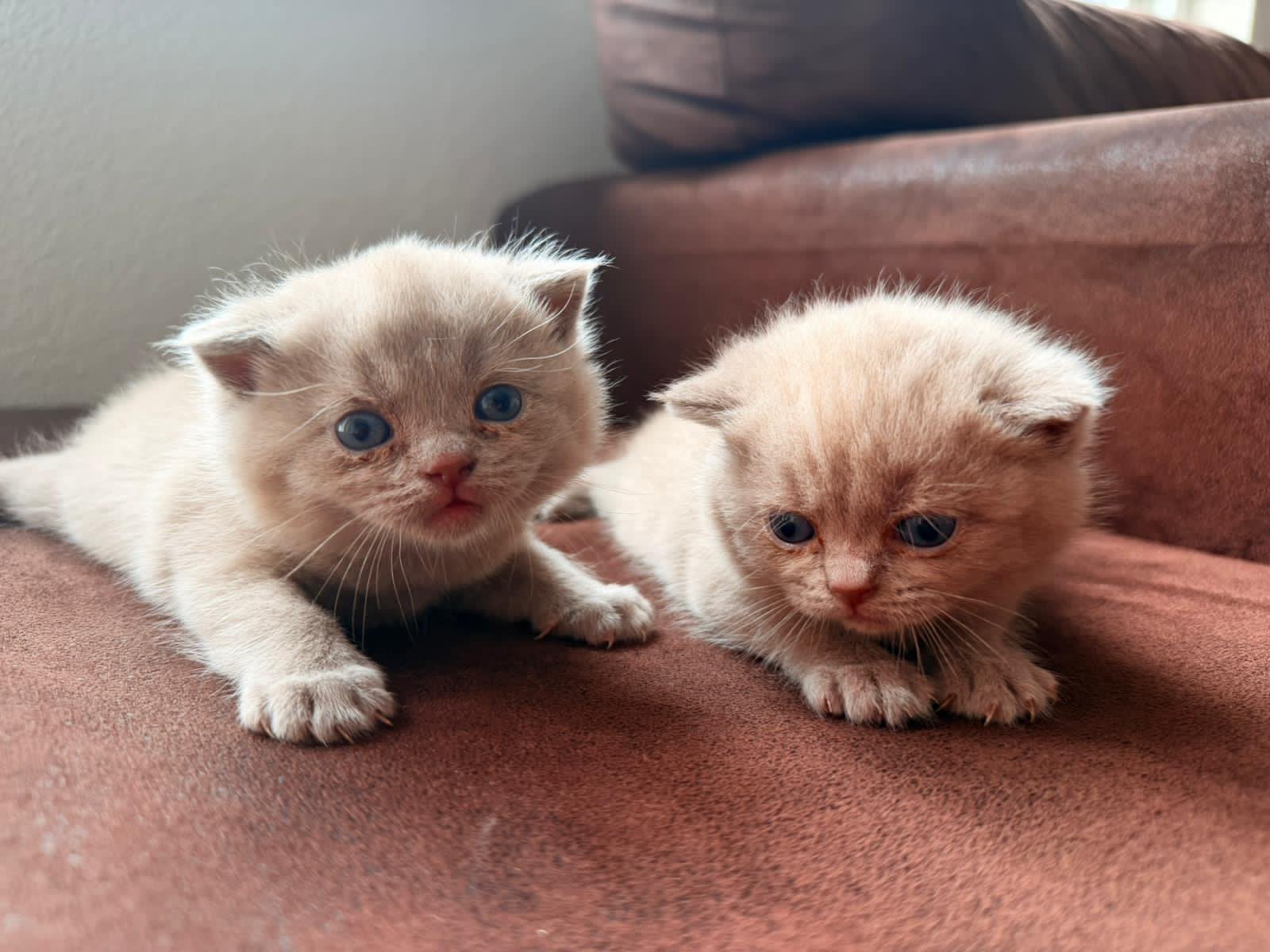 Prachtige Britse Korthaar kittens – Reserveren mogelijk, Meerdere dieren, Ontwormd