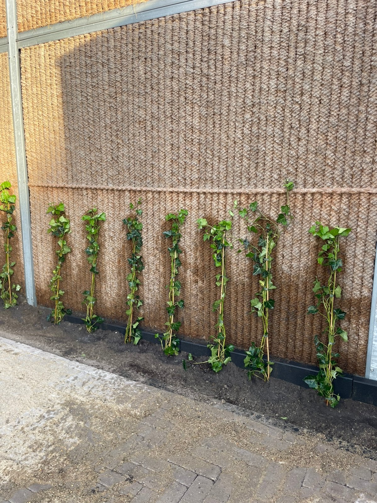 Hedera planten, Ophalen, Overige soorten, 100 tot 250 cm