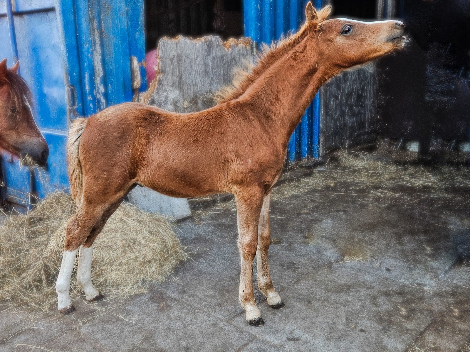 welsh hengstje, Minder dan 160 cm, Dressuurpaard, 0 tot 2 jaar, Hengst