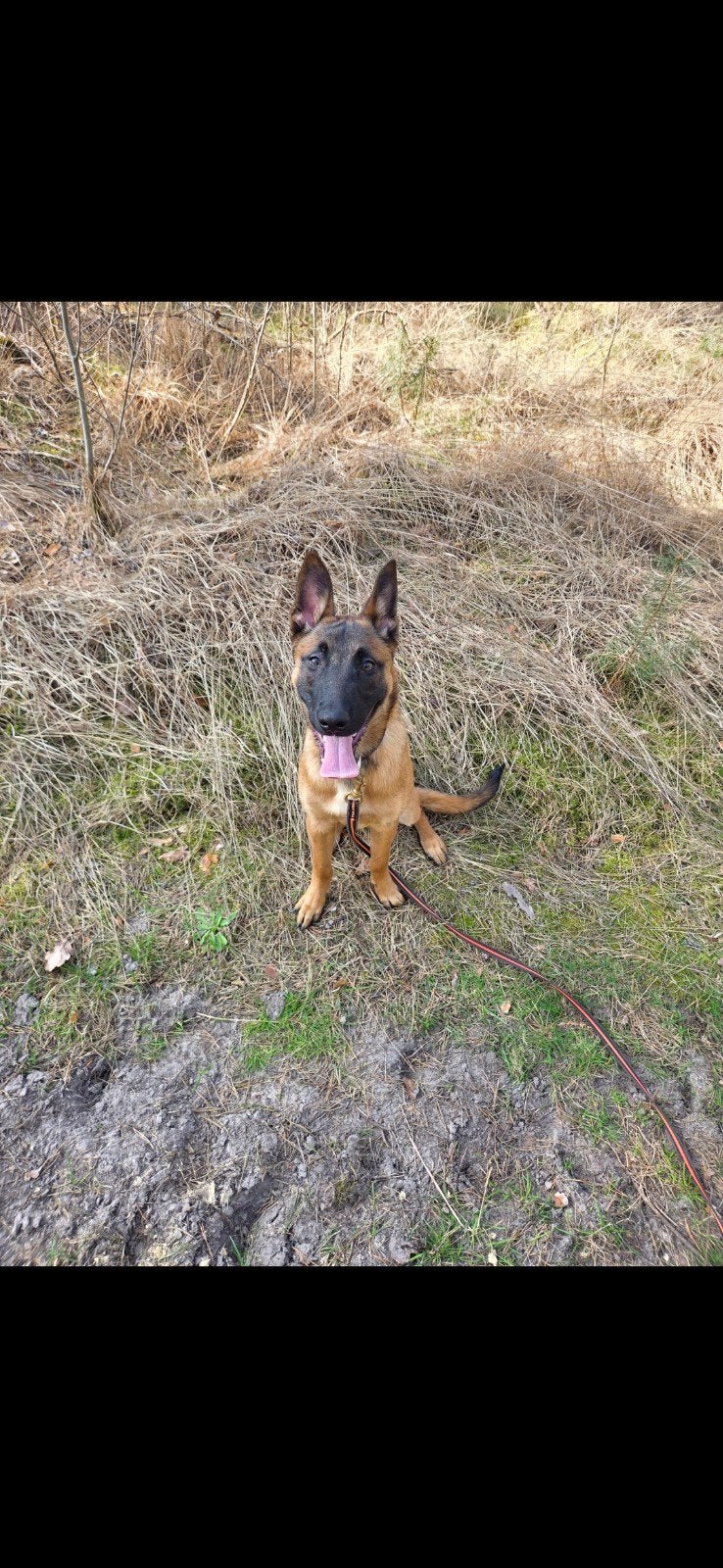 Mechelse herder reu 9 maanden., Dieren en Toebehoren, Honden | Herdershonden en Veedrijvers, 15 weken tot 1 jaar, Reu, Parvo, Eén hond