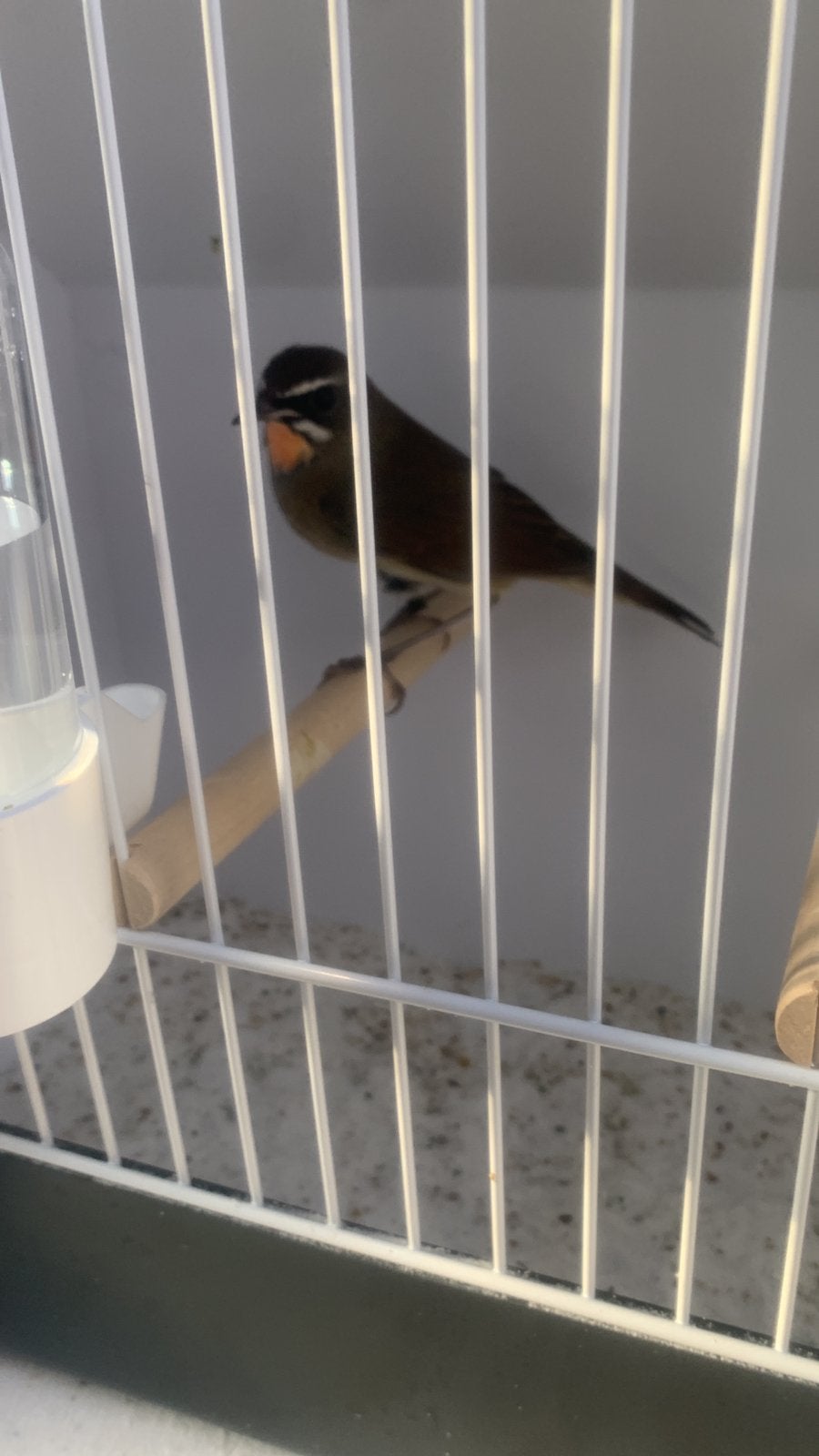 Mooie Roodkeel nachtegaal man geringd 2026, Dieren en Toebehoren, Mannelijk, Wildzangvogel, Geringd