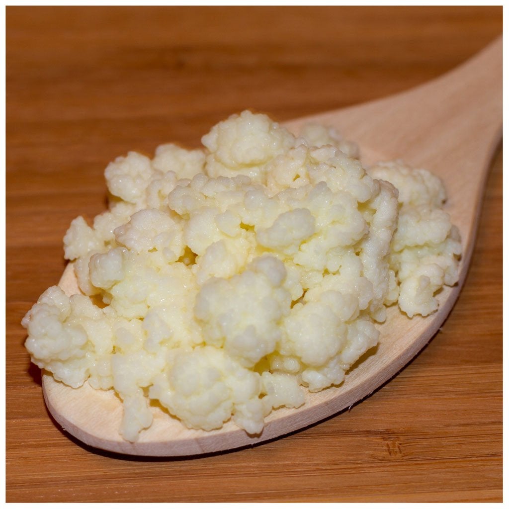 Melk Kefir korrels (vers), Diversen, Levensmiddelen, Ophalen