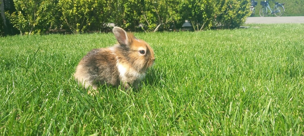 Jonge konijntjes, Dieren en Toebehoren, Konijnen, Meerdere dieren, Middelgroot, 0 tot 2 jaar