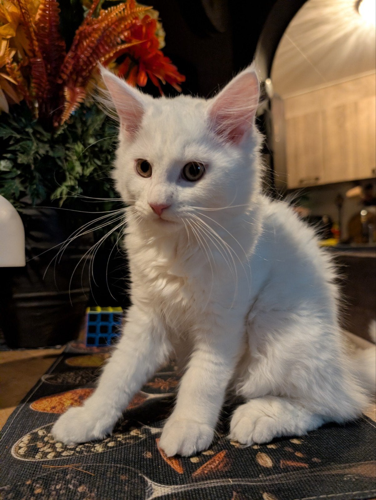 Wit Main coon kitten, Dieren en Toebehoren, Katten en Kittens | Raskatten | Langhaar, Poes, Ontwormd