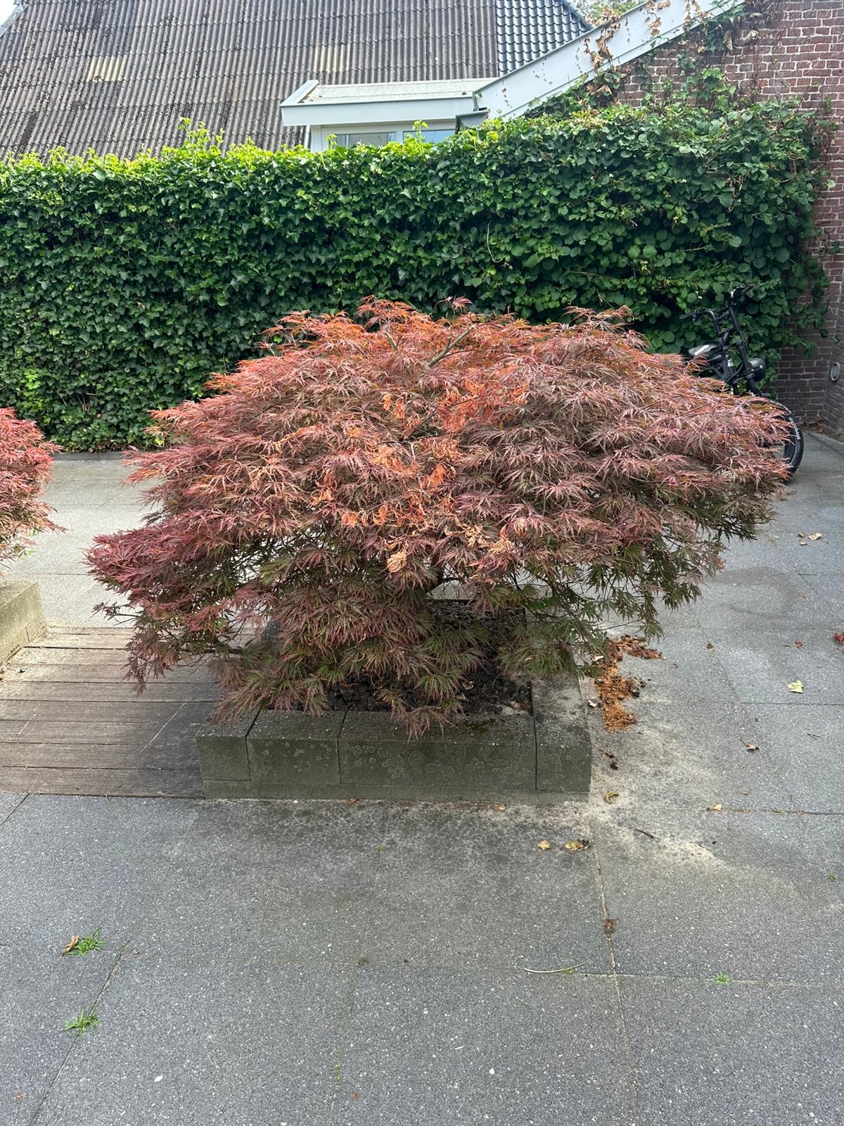 Japanse esdoorn volwassen, Tuin en Terras, Planten | Bomen, Ophalen, Bloeit niet, Halfschaduw, Overige soorten