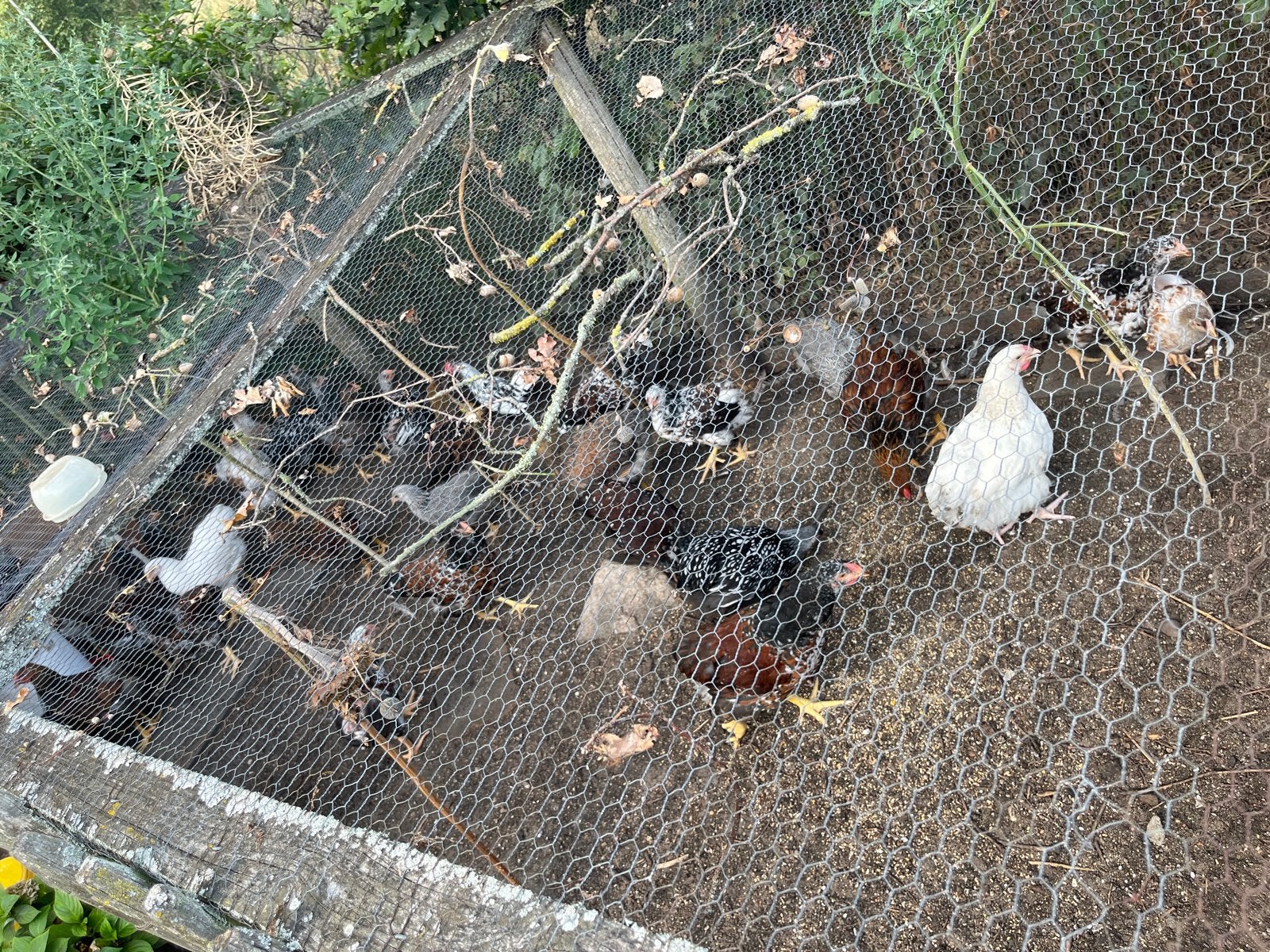 Te koop grote wyandotten verschillende kleuren!!, Dieren en Toebehoren, Pluimvee, Meerdere dieren, Kip