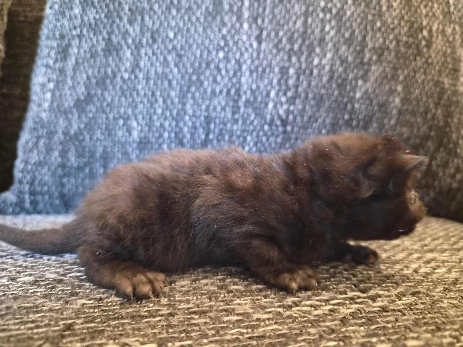 kittens