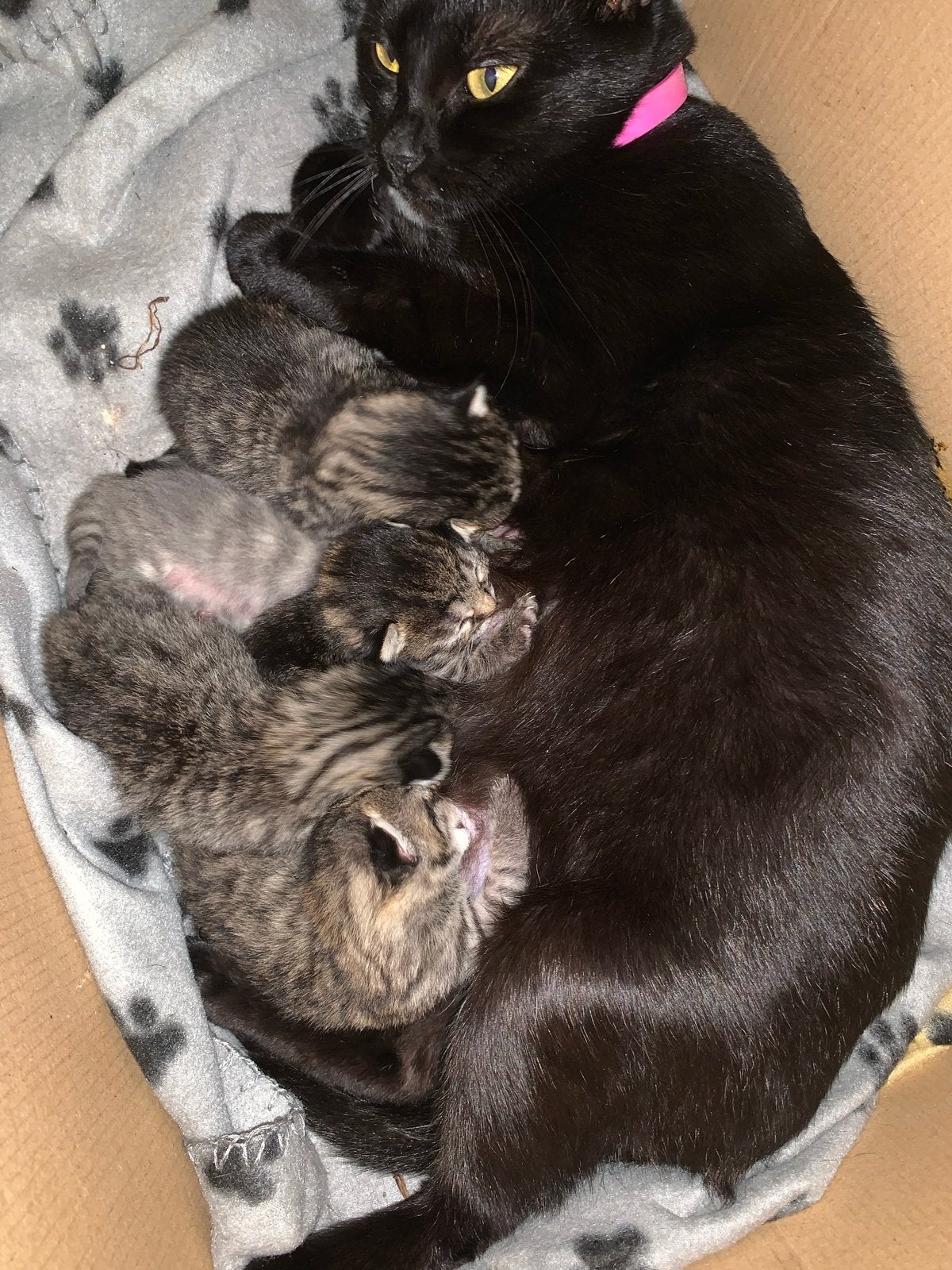 Kittens, Dieren en Toebehoren, Meerdere dieren, Kortharig, 0 tot 2 jaar