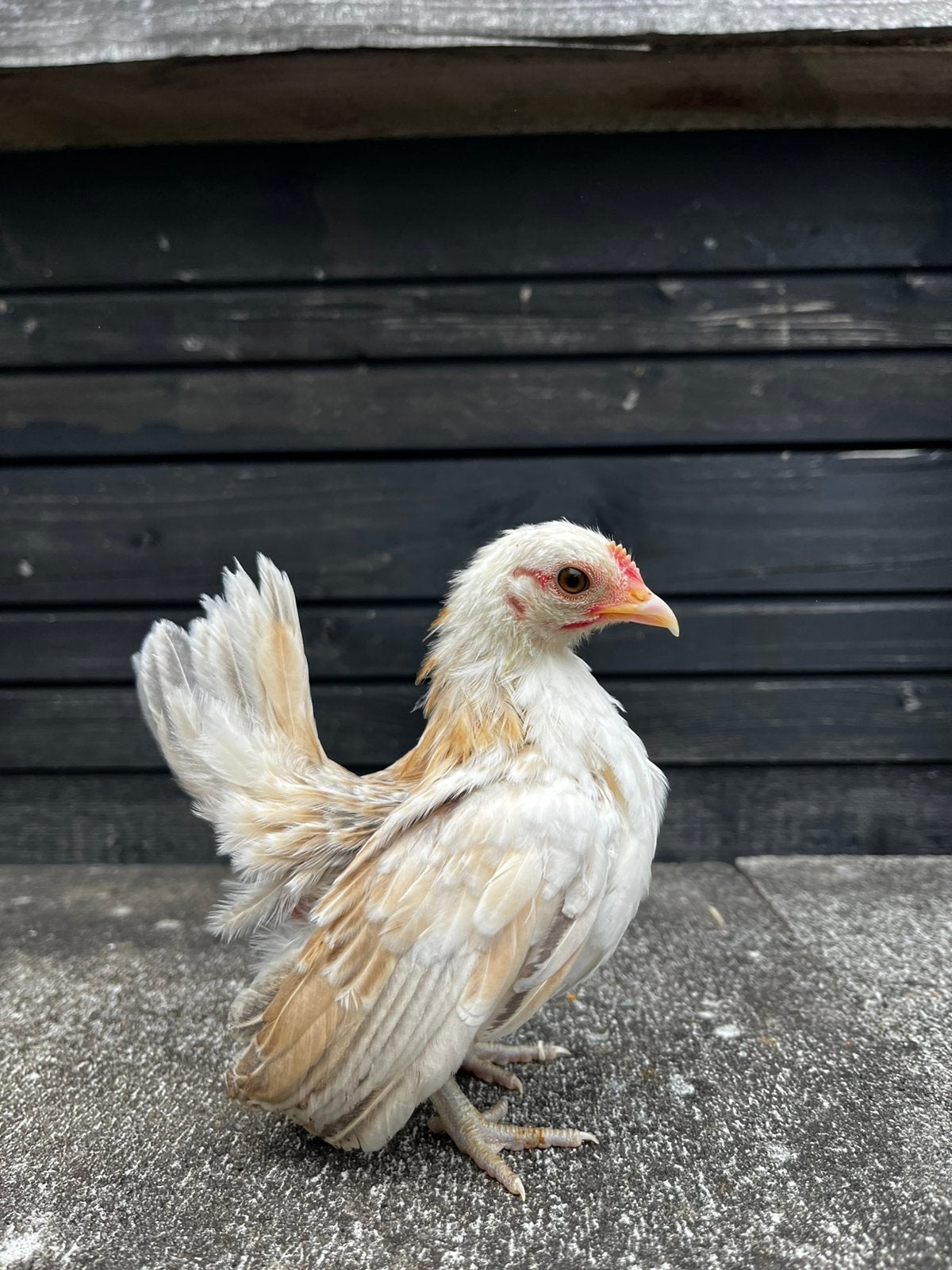 Serama hen kuikens, Dieren en Toebehoren, Pluimvee, Meerdere dieren, Kip