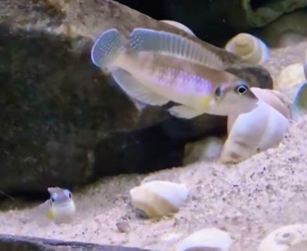 F1 lamprologus ocellatus "namansi" Tanganyika cichlide, Vis